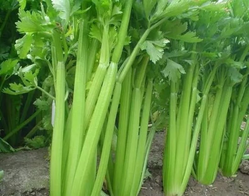 芹菜西芹80公分左右价格合理保质保量