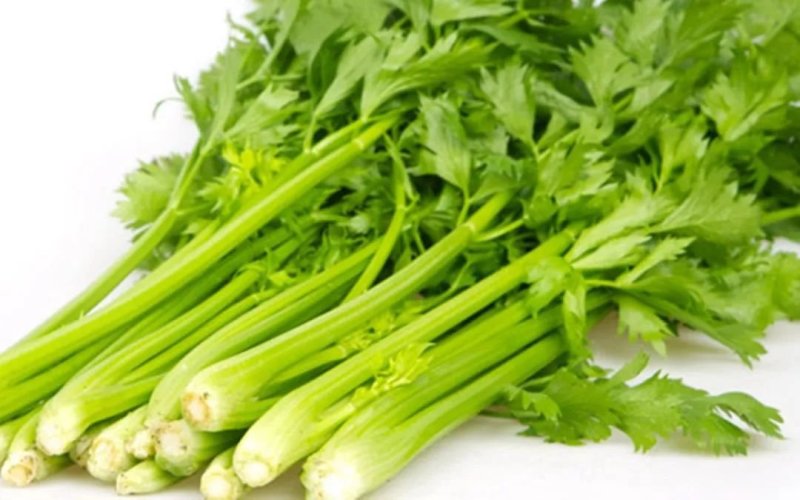 芹菜西芹80公分左右价格合理保质保量
