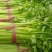芹菜西芹80公分左右价格合理保质保量