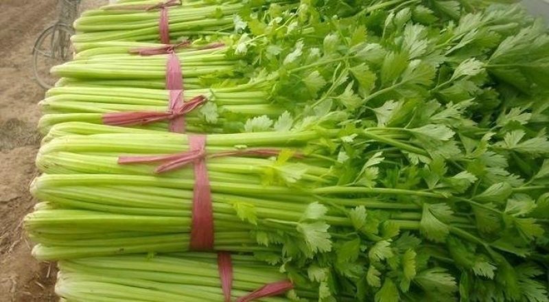 芹菜西芹80公分左右价格合理保质保量
