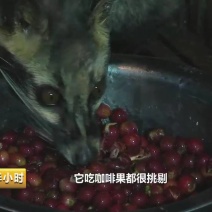 麝香猫咖啡豆