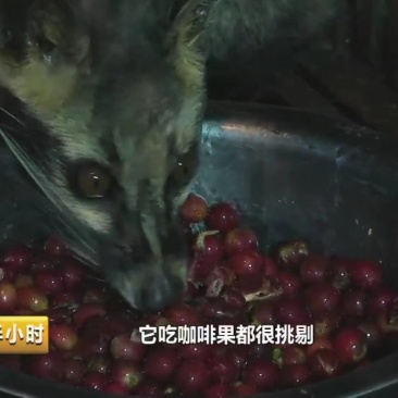 麝香猫咖啡豆