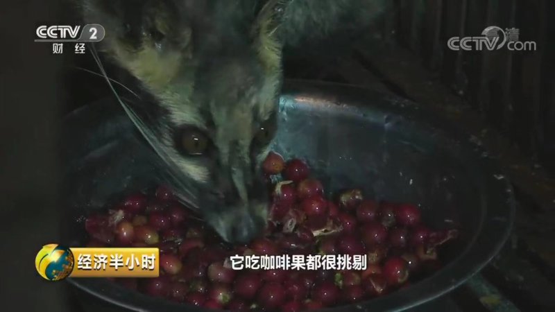 麝香猫咖啡豆