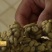 麝香猫咖啡豆
