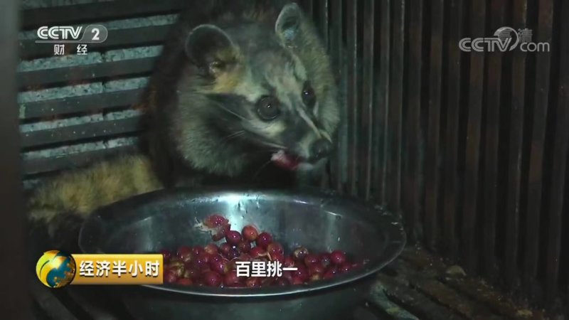 麝香猫咖啡豆