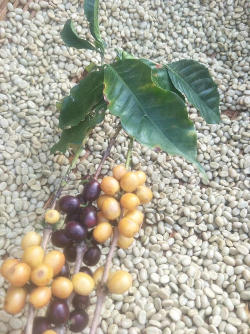 麝香猫咖啡豆