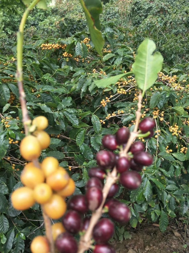 麝香猫咖啡豆