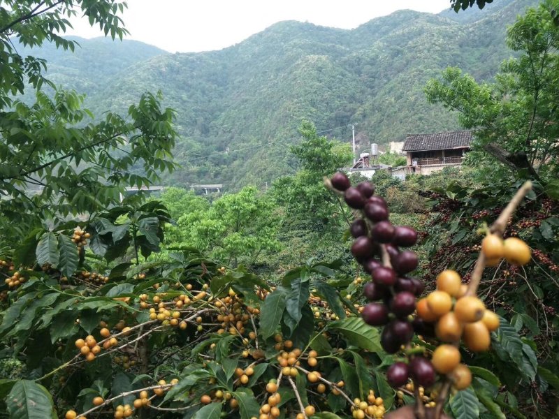 麝香猫咖啡豆
