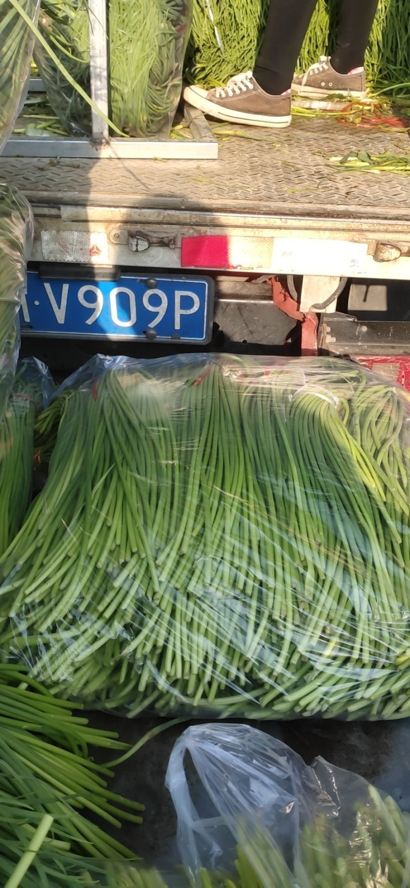 河北省邯郸市永年，白帽蒜薹，红帽蒜薹，欢迎老板过来采购