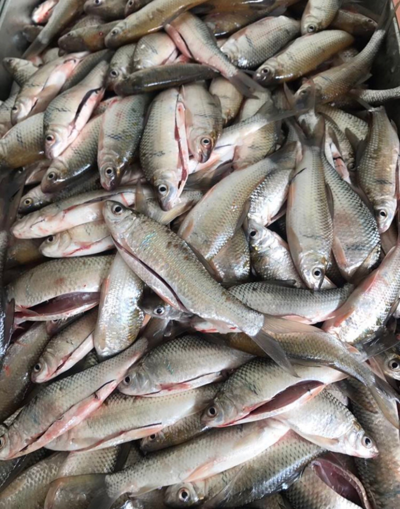 土鲮鱼7-8-9钱开肚去内脏1.2两以下冰鲜鱼桂花饲料