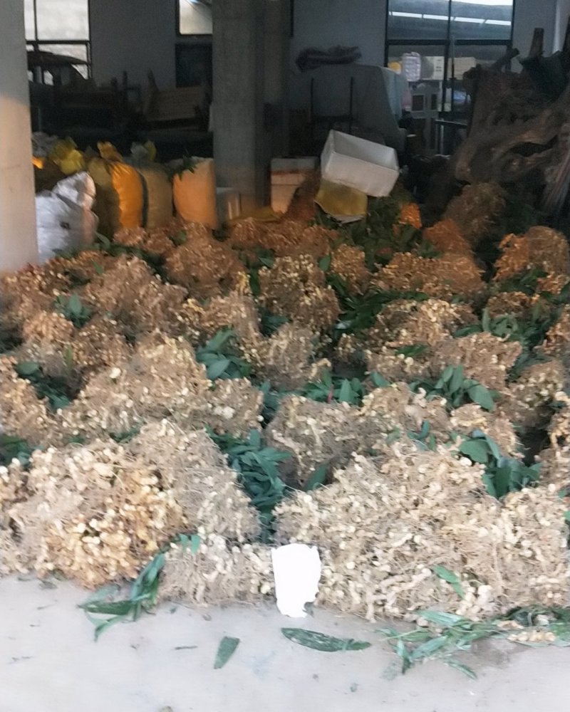 种苗