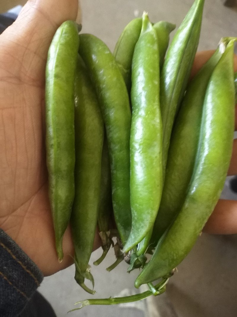 【🔥端午大放送】中豌6～9豌豆角酸口甜脆，欢迎来电