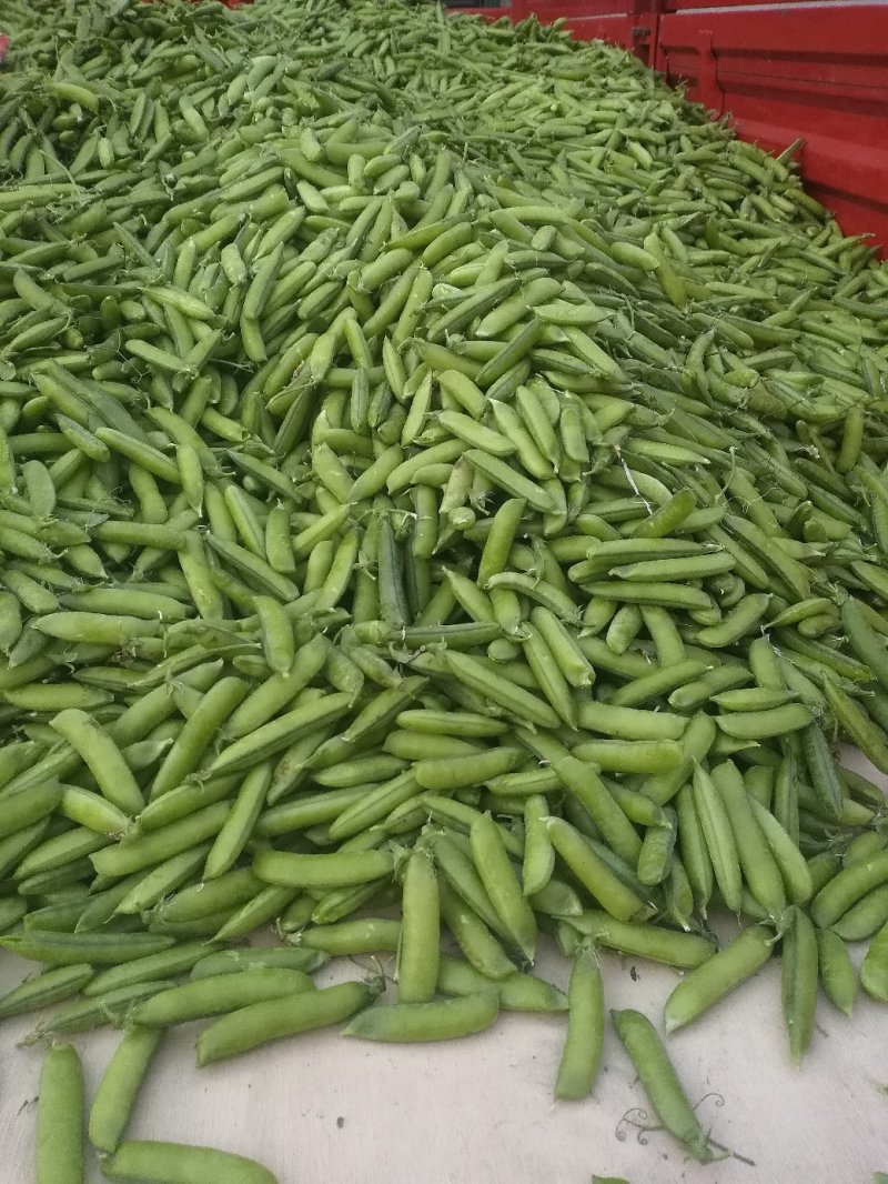 【🔥端午大放送】中豌6～9豌豆角酸口甜脆，欢迎来电
