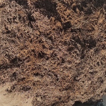 小红参