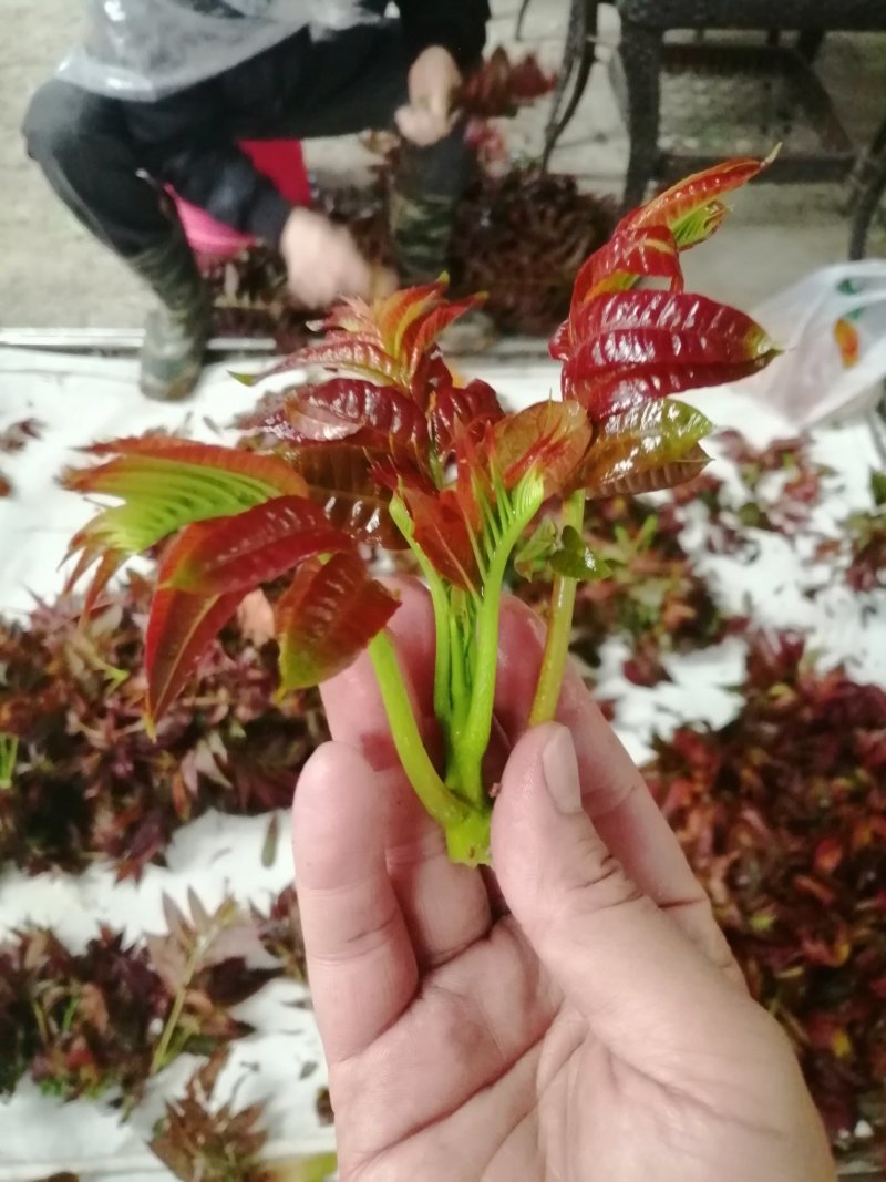 香椿芽常年供应四季采摘现在现发成都长期合作