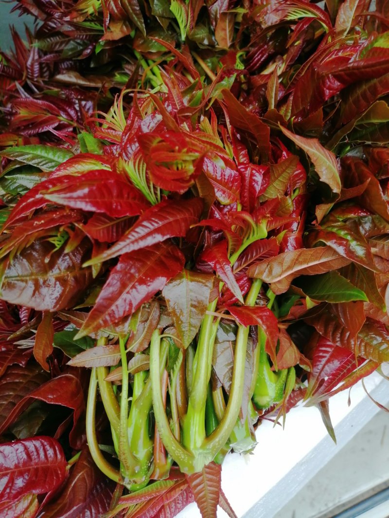 香椿芽常年供应四季采摘现在现发成都长期合作