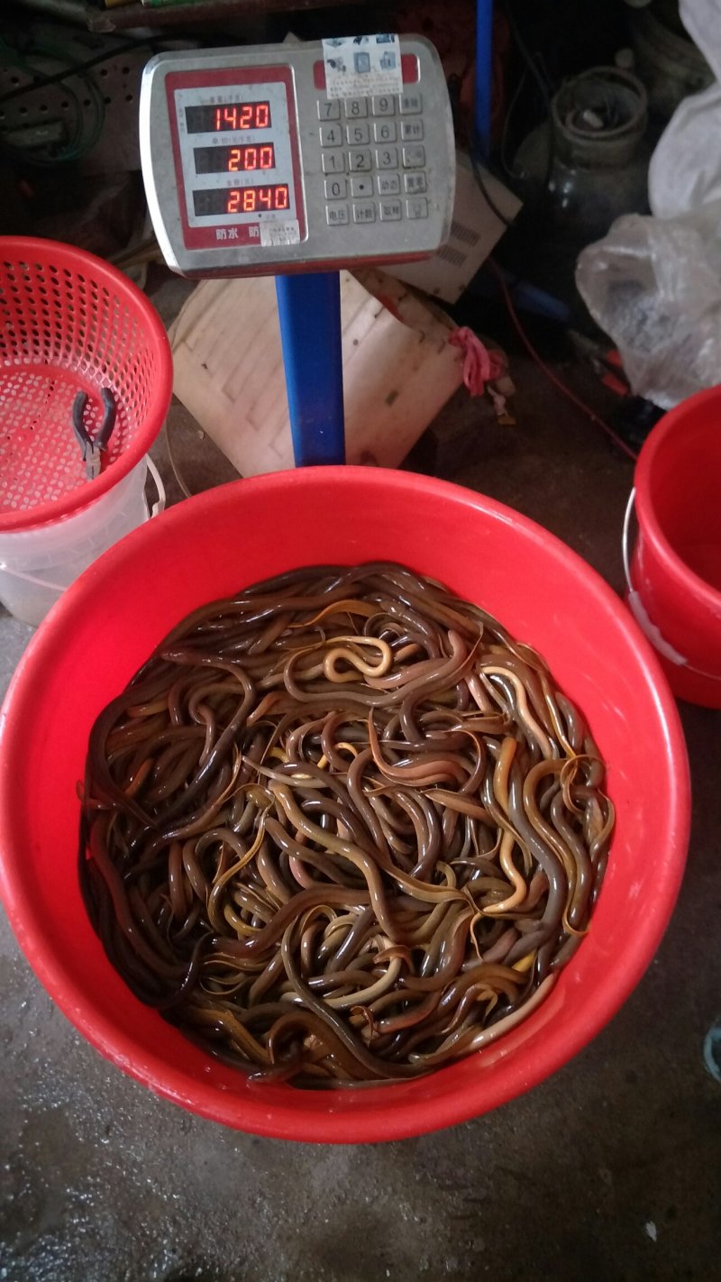 黄鳝，广东省内！！！！！
