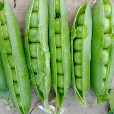 精品豌豆，中豌系列，即将大量上市，产地直供，全国发货。
