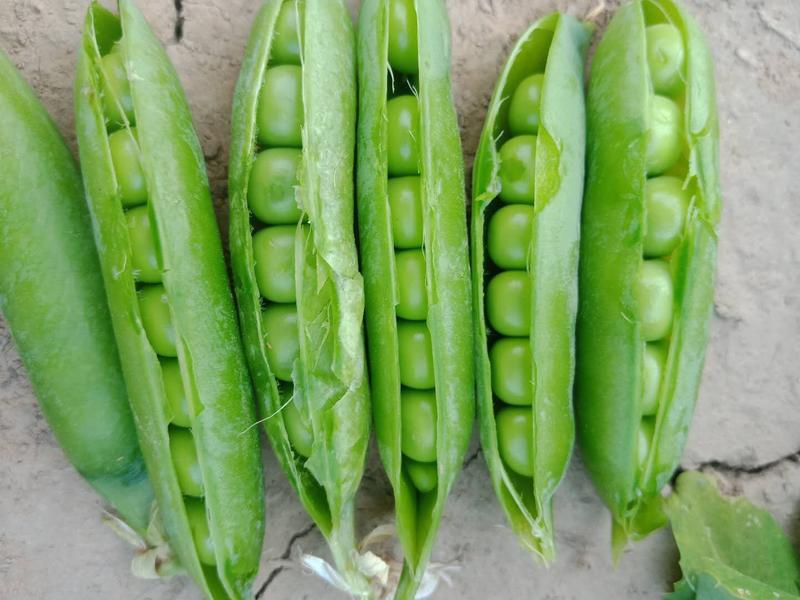 精品豌豆，中豌系列，即将大量上市，产地直供，全国发货。