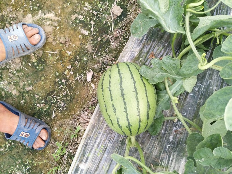 （热销）本人在萧山区附近从事专业种植早春红玉小西瓜