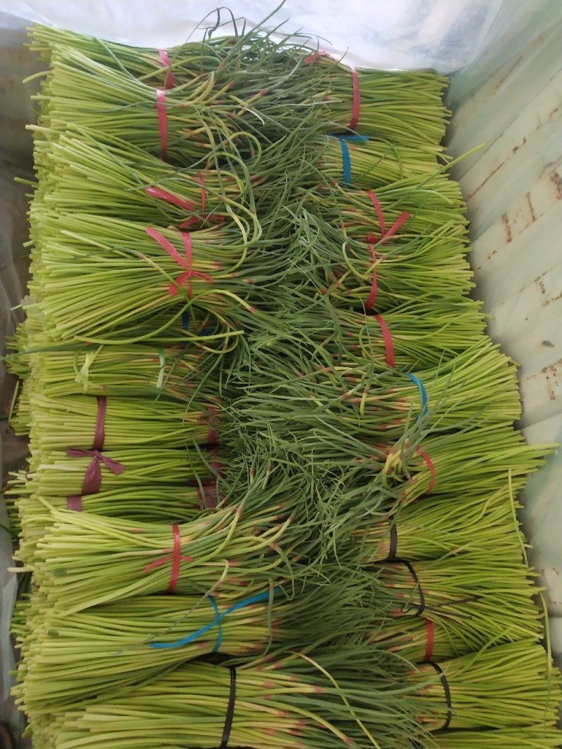 大名红帽蒜薹上市中有需要的联系