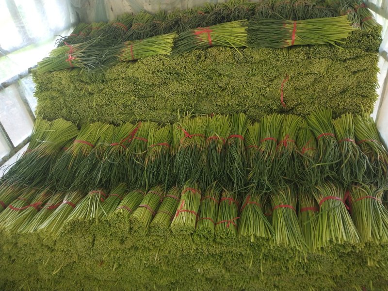 大名红帽蒜薹上市中有需要的联系