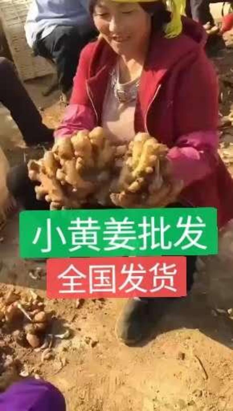 广东优质窖藏大小黄姜产地批发一手货源全国物流发货