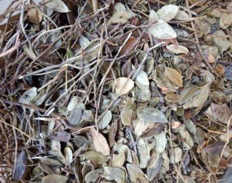 越橘叶越桔叶熊果叶无硫净货保正品批发零售各种中药材