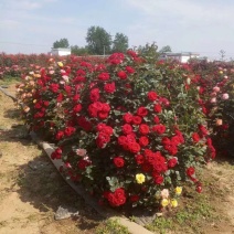 月季花球，月季花瓶，造型月季