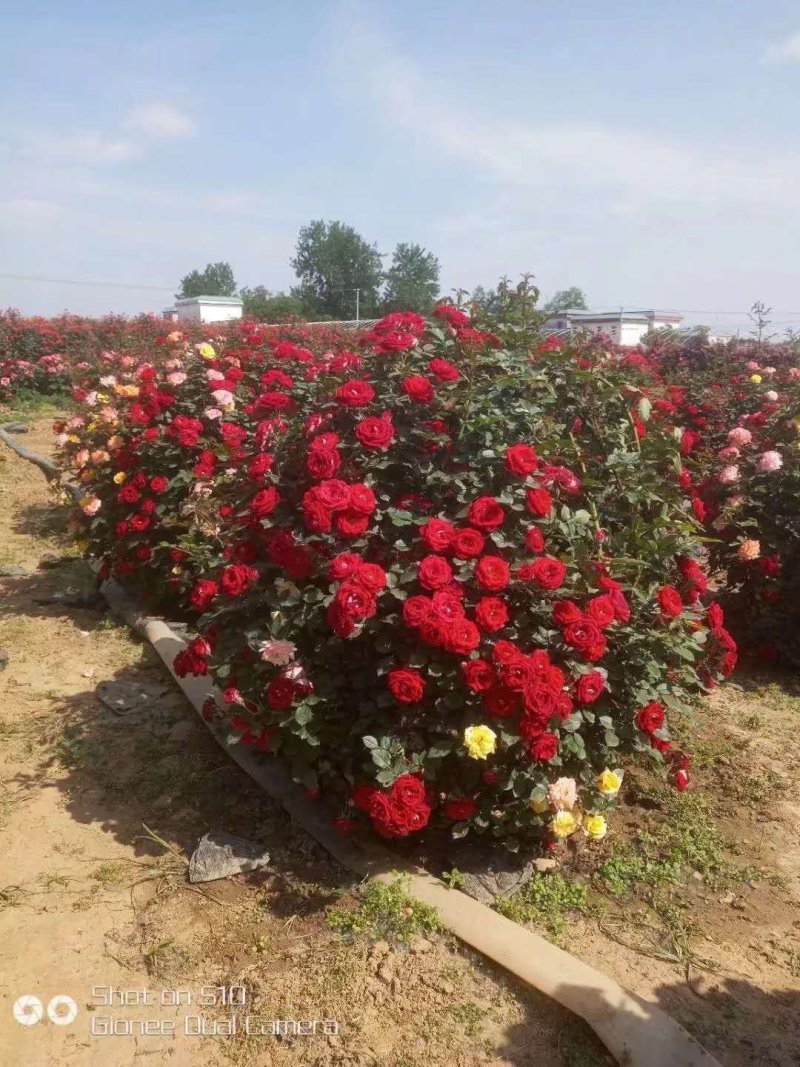 月季花球，月季花瓶，造型月季