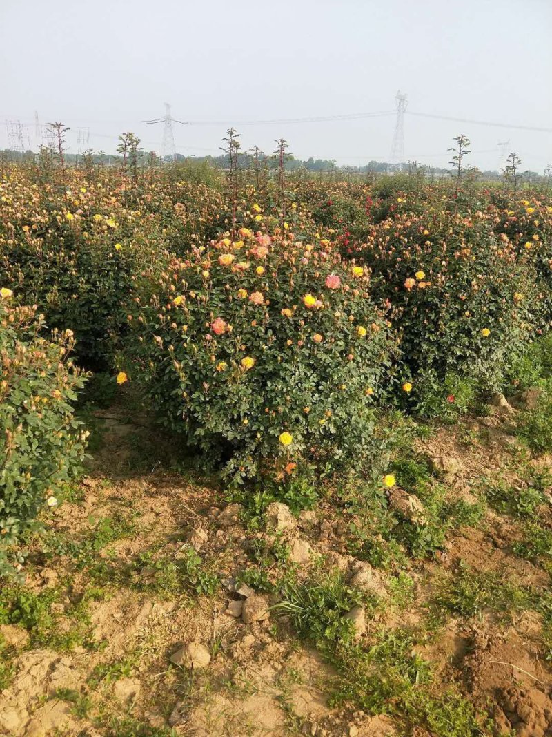 月季花球，月季花瓶，造型月季