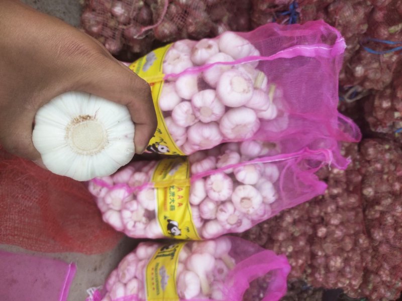 精品大蒜，扒皮蒜，苗蒜，大吨位供应，负责找车代发团队