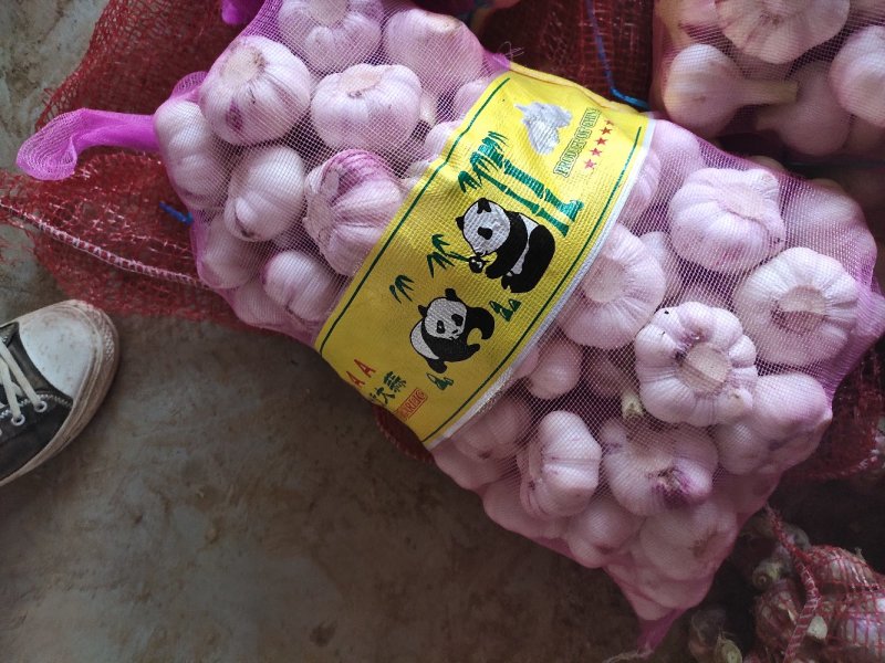 精品大蒜，扒皮蒜，苗蒜，大吨位供应，负责找车代发团队