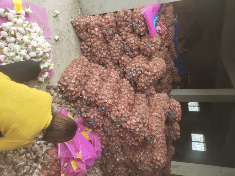 精品大蒜，扒皮蒜，苗蒜，大吨位供应，负责找车代发团队