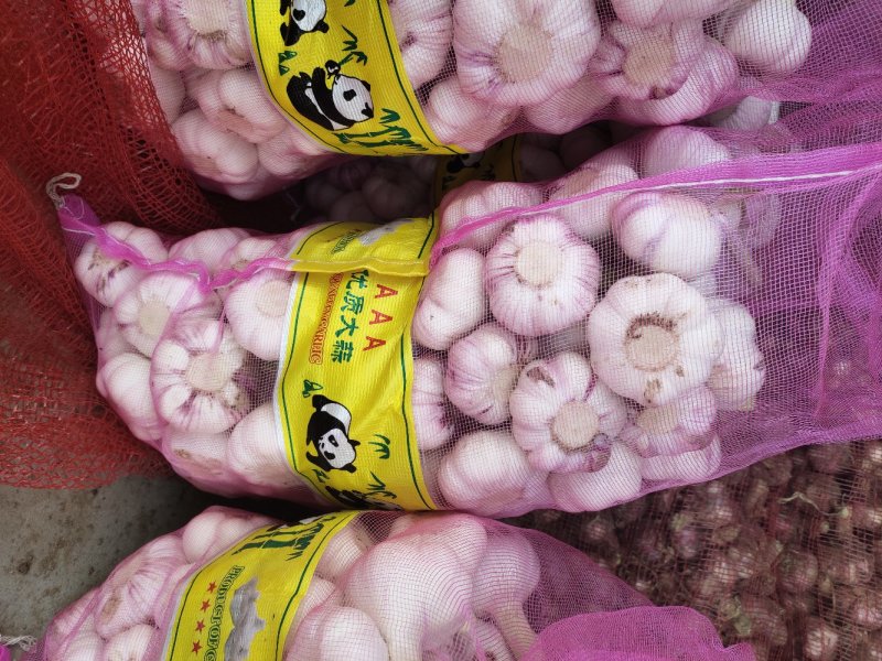新鲜精品大蒜5公分以上，苗蒜，瓣蒜，量大质优