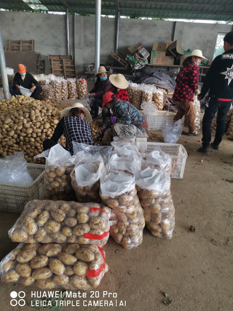 湖北云梦县万亩土豆基地大量上市各种规格各种包装，实验一