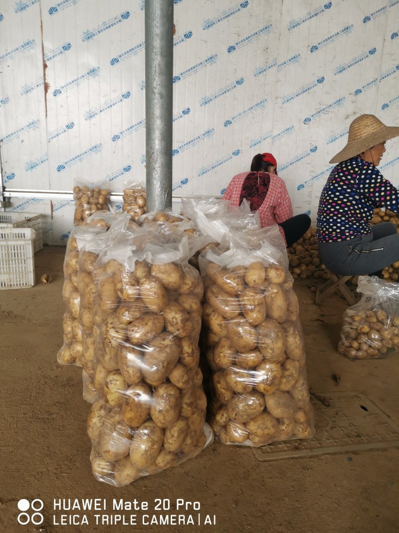 湖北云梦县万亩土豆基地大量上市各种规格各种包装，实验一