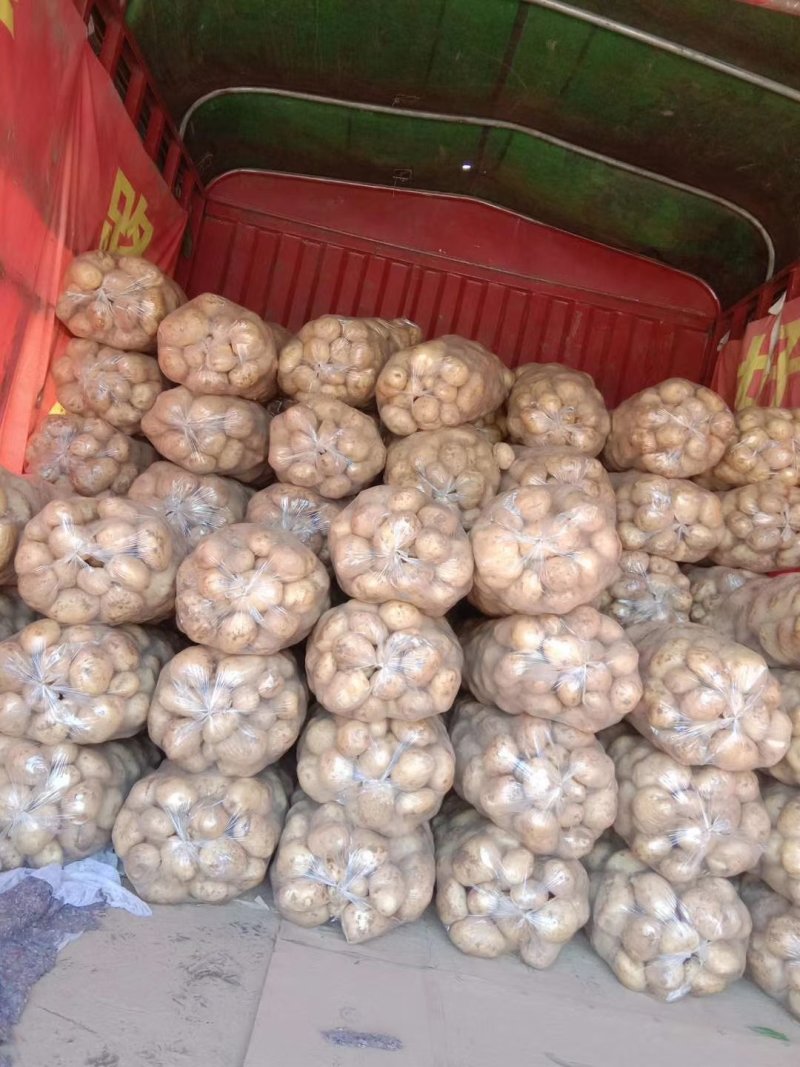 湖北云梦县万亩土豆基地大量上市各种规格各种包装，实验一