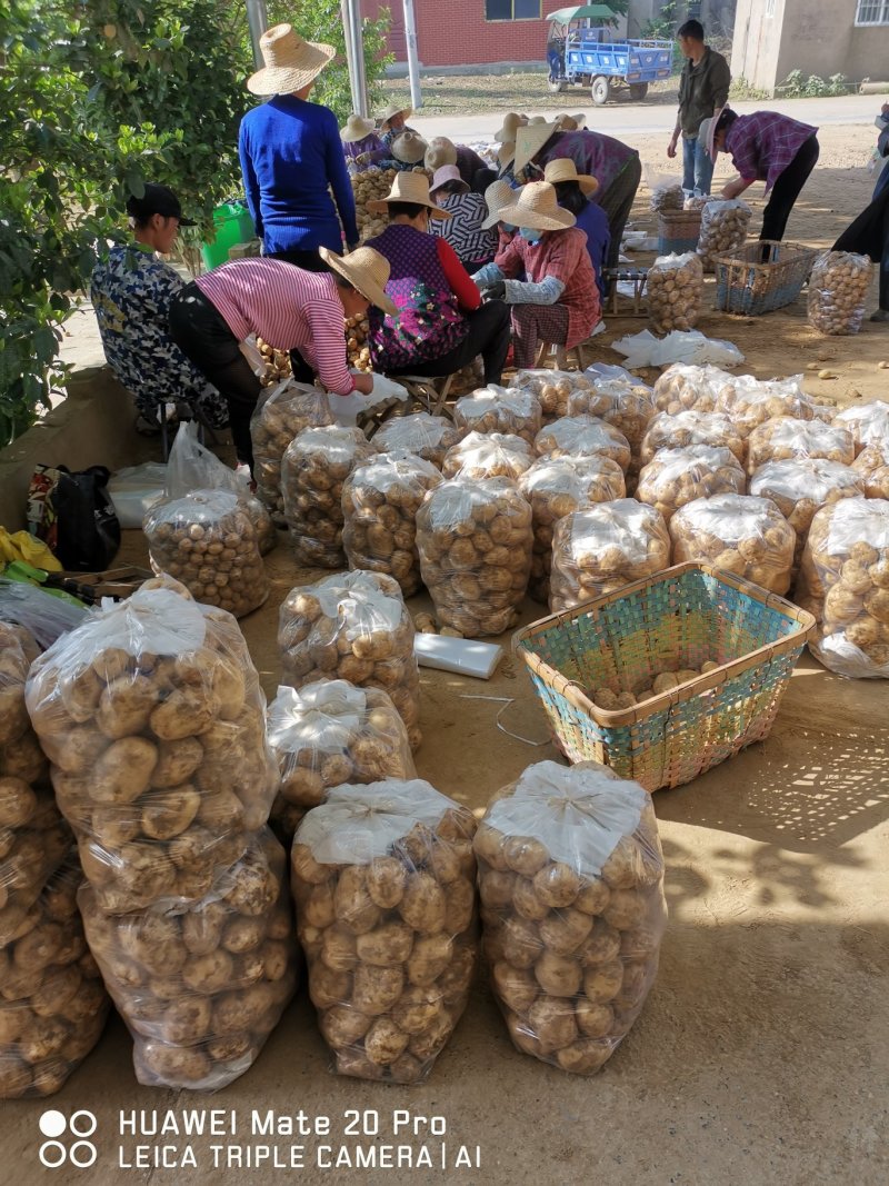 湖北云梦县万亩土豆基地大量上市各种规格各种包装，实验一