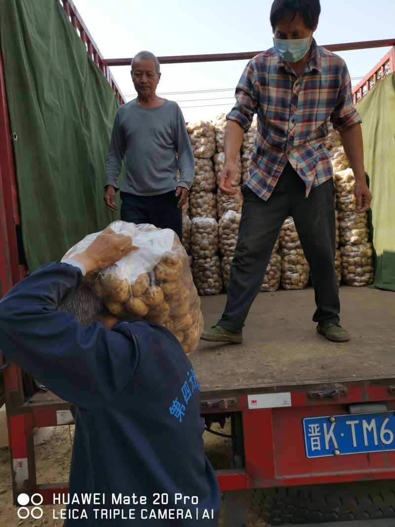 湖北云梦县万亩土豆基地大量上市各种规格各种包装，实验一