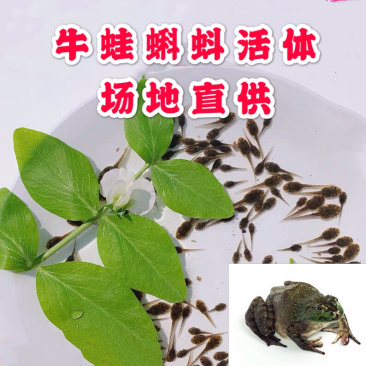 牛蛙苗牛蛙蝌蚪苗种苗场地直供蛙苗质量保证包存活包技术
