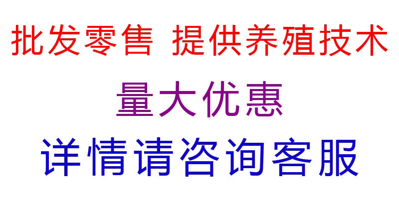牛蛙苗牛蛙蝌蚪苗种苗场地直供蛙苗质量保证包存活包技术