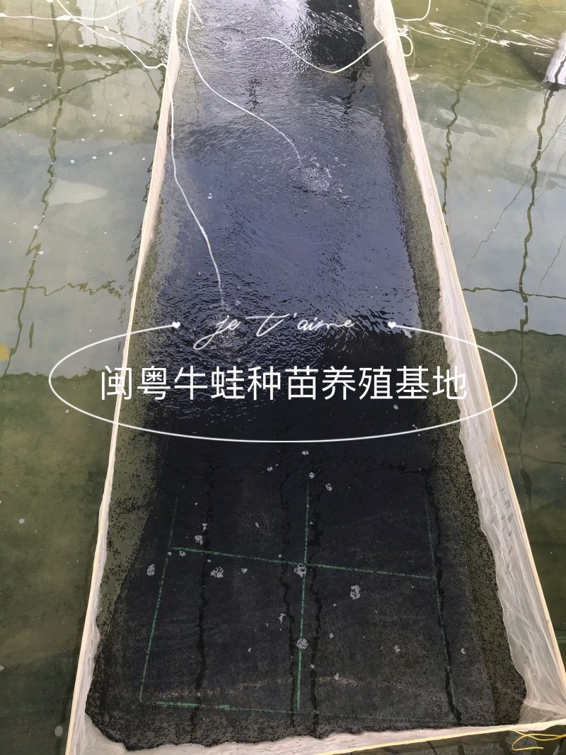 牛蛙苗牛蛙蝌蚪苗种苗场地直供蛙苗质量保证包存活包技术