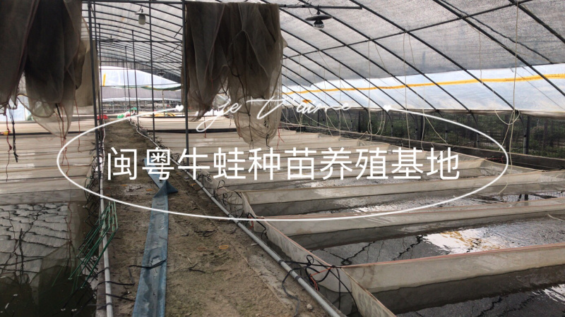 牛蛙苗牛蛙蝌蚪苗种苗场地直供蛙苗质量保证包存活包技术
