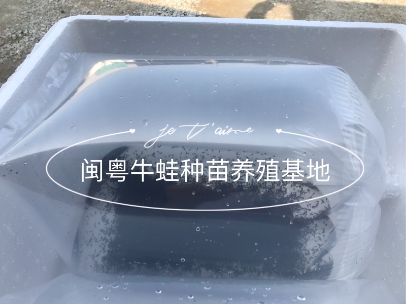 牛蛙苗牛蛙蝌蚪苗种苗场地直供蛙苗质量保证包存活包技术