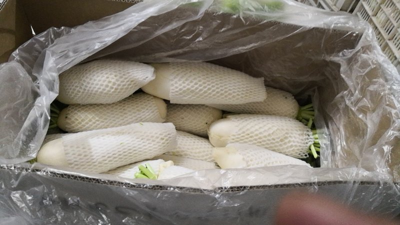 白萝卜