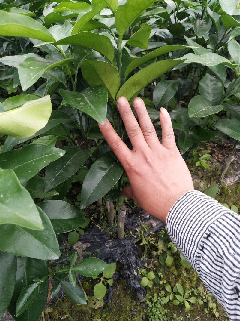 沃柑杯苗普通沃柑大叶积壳头沃30~50cm