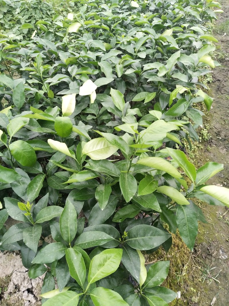 沃柑杯苗普通沃柑大叶积壳头沃30~50cm