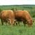 杂交牛犊，肉牛犊，改良牛犊1800一头价格优惠赠送铡草机