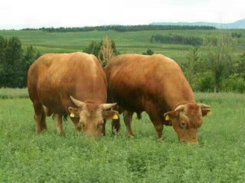 杂交牛犊，肉牛犊，改良牛犊1800一头价格优惠赠送铡草机